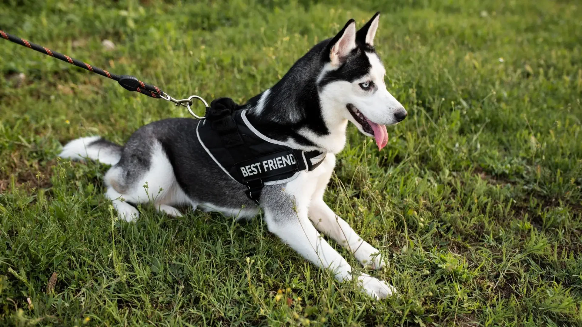 Best dog knee brace for torn ACL–Protect your canine