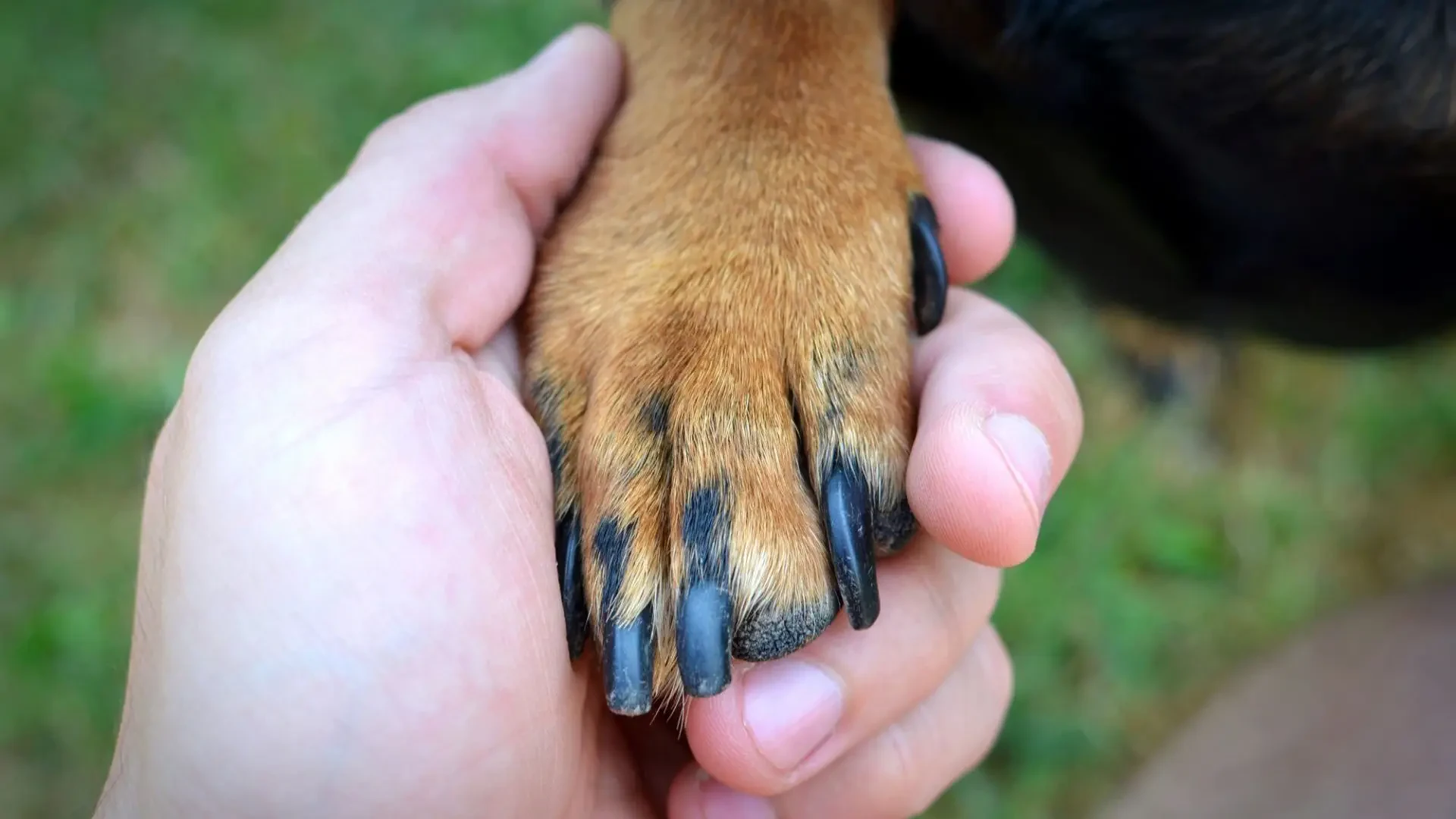 Best toe grips for dogs: Top reviews of 2023