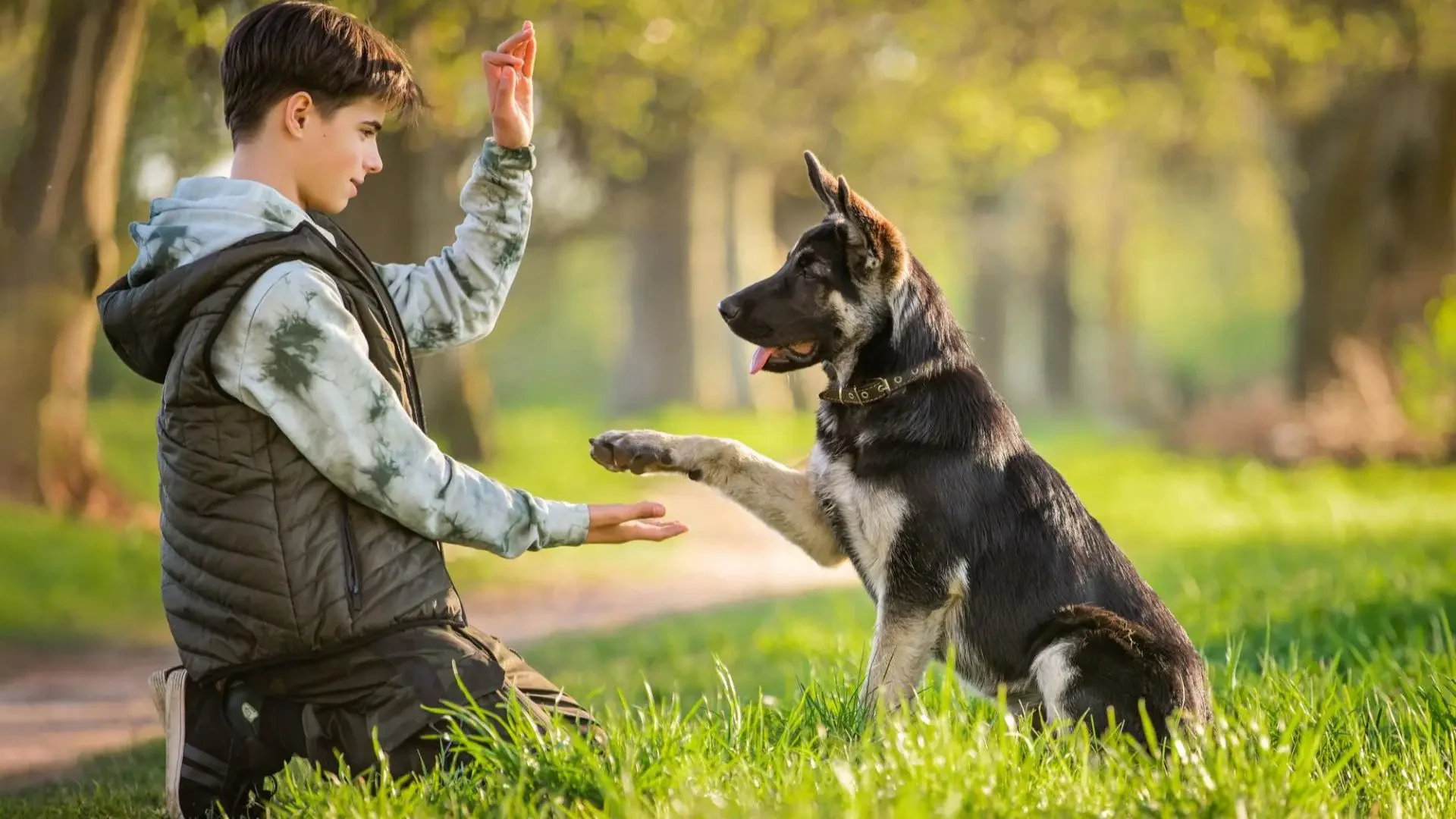 How to use a vibration collar to train your dog – A complete guide