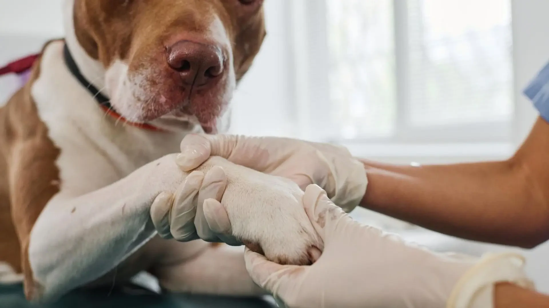 ACL brace vs surgery – Take the right decision for your dog